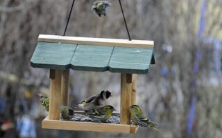 Vogelfutterhӓuser im Garten